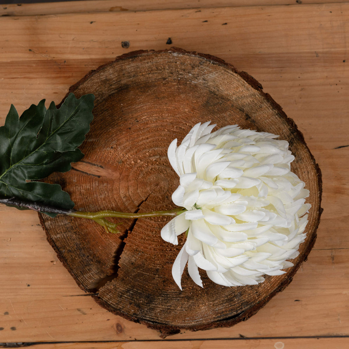 Large White Chrysanthemum - image 2