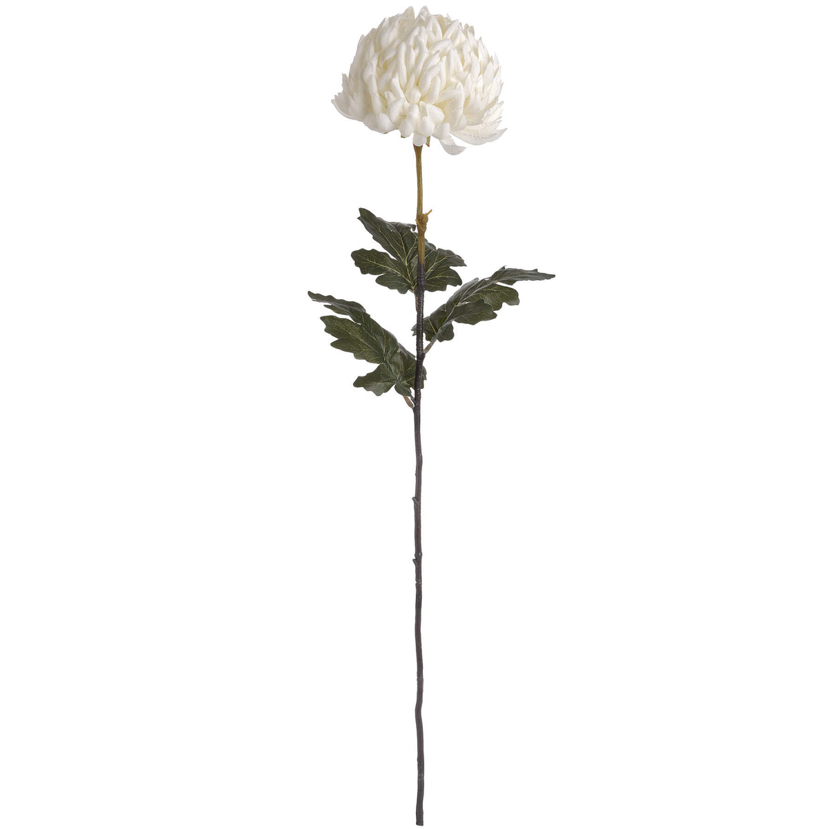 Large White Chrysanthemum - image 4