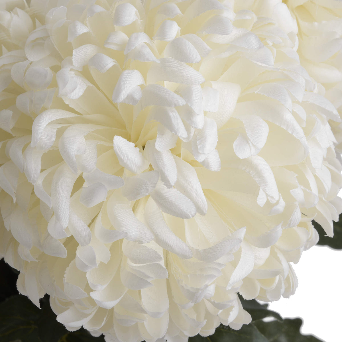 Large White Chrysanthemum - image 5