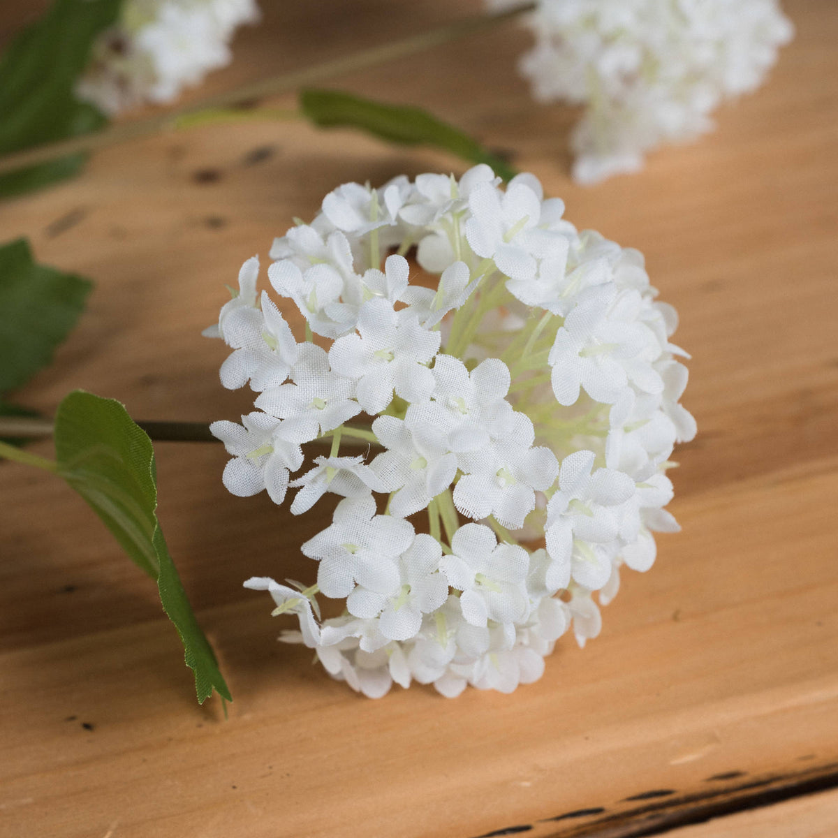 Viburnum Opulus - image 3