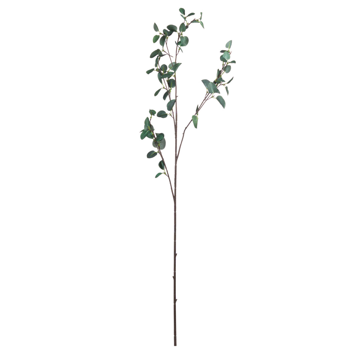 Tall Eucalyptus Stem - image 5