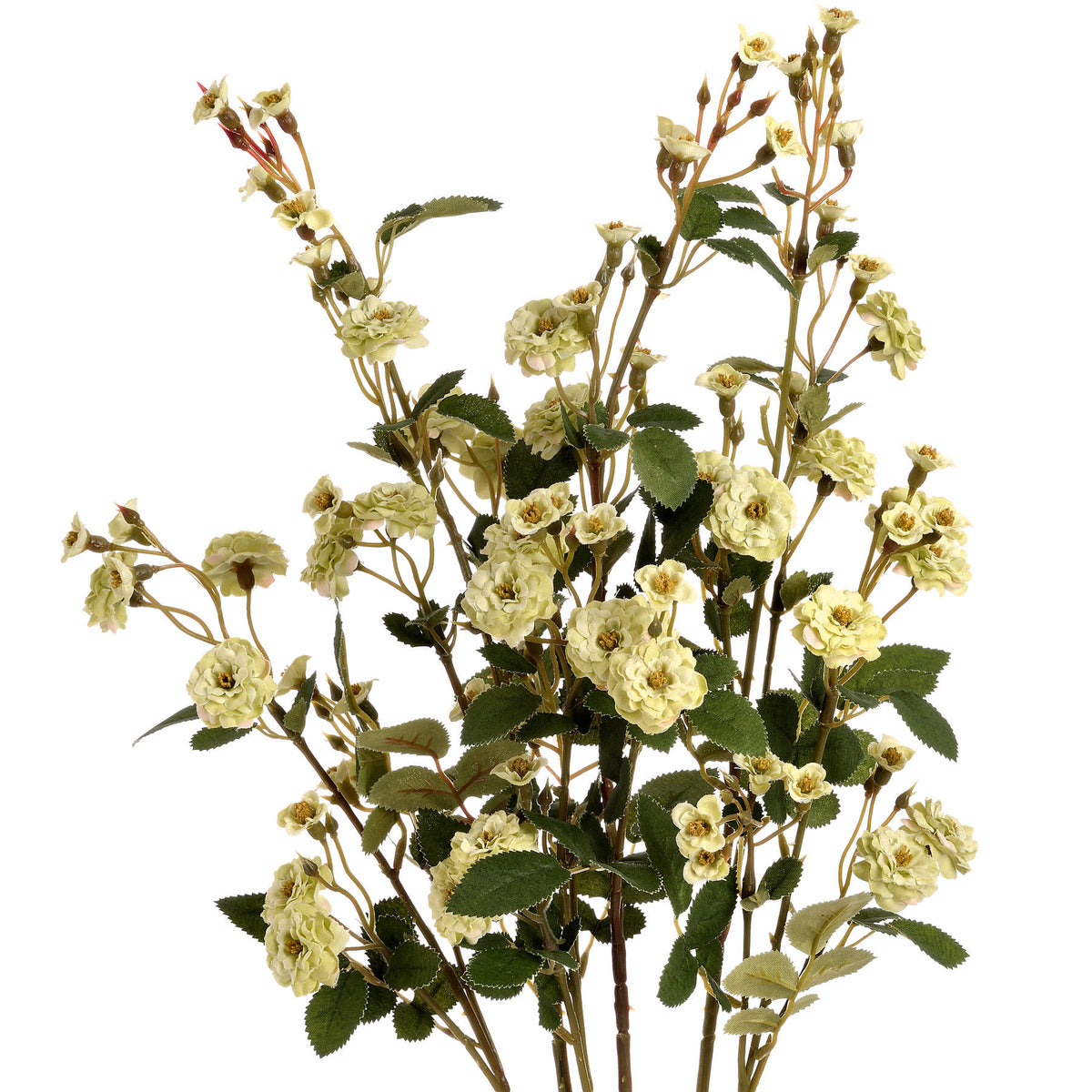 Green Wild Meadow Rose - image 4