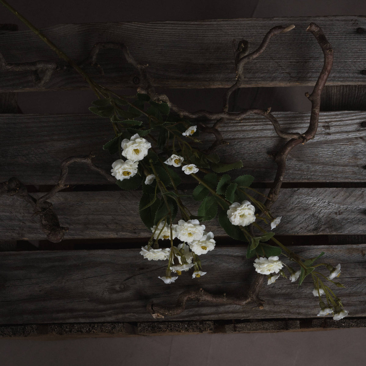 White Wild Meadow Rose - image 2
