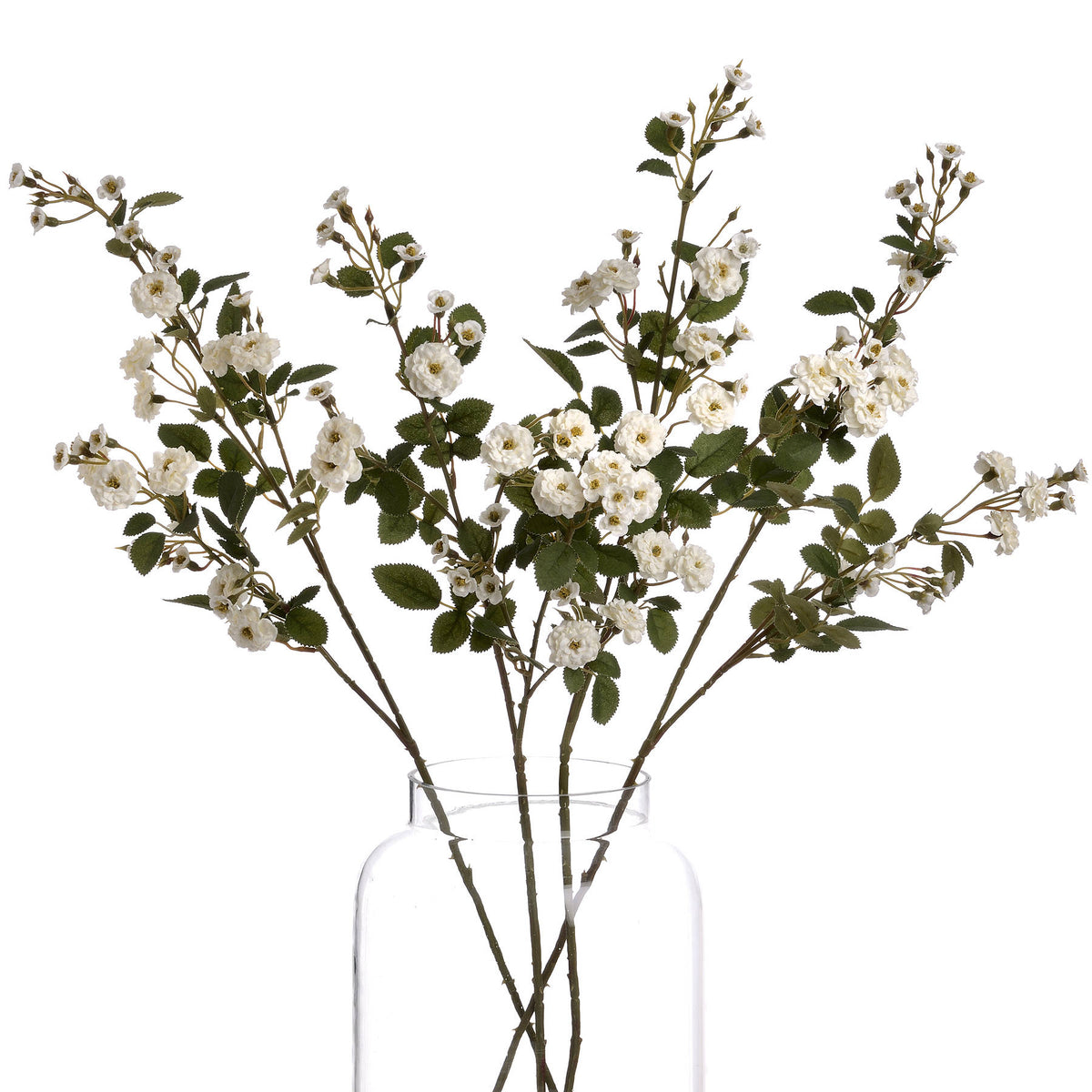 White Wild Meadow Rose - image 4