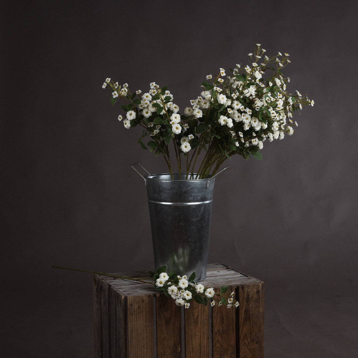 White Wild Meadow Rose - image 1