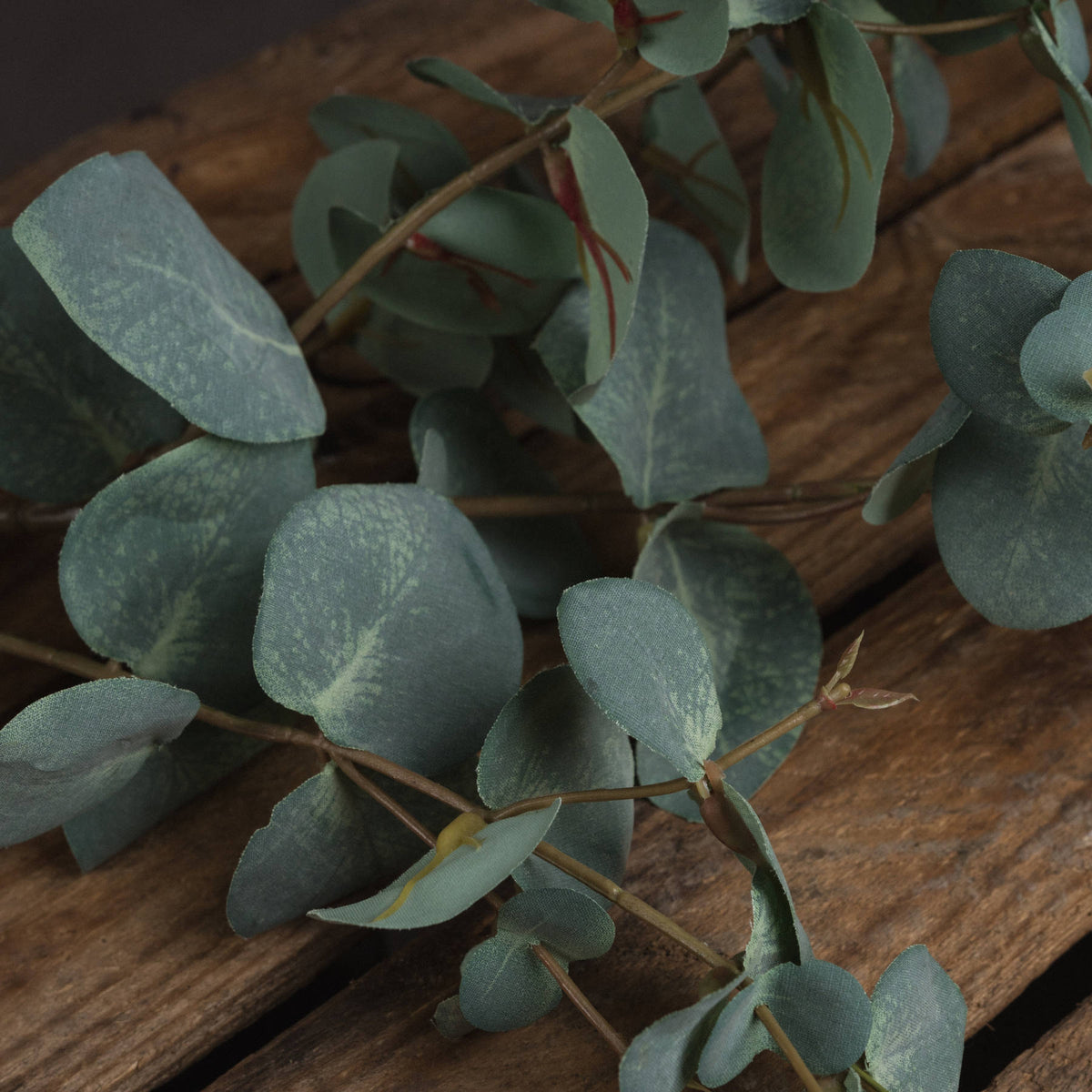 Variegated Eucalyptus - image 3