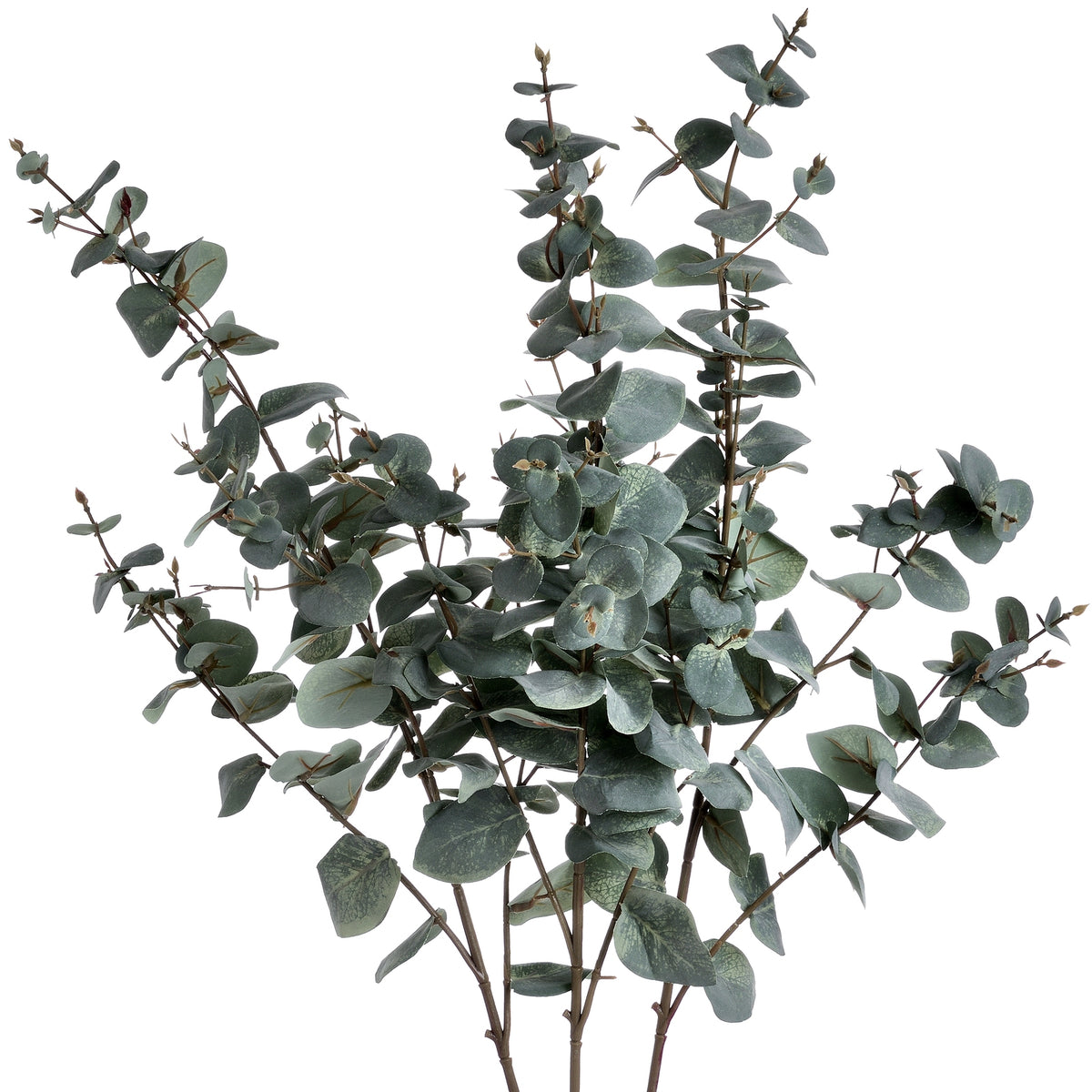 Variegated Eucalyptus - image 4