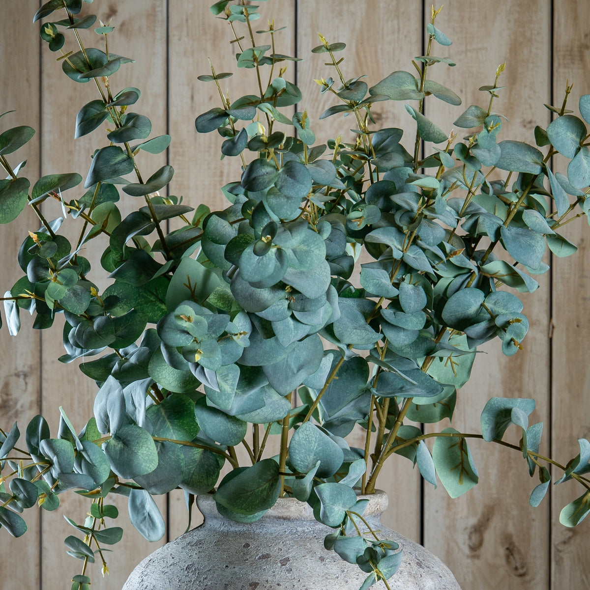 Variegated Eucalyptus - image 1