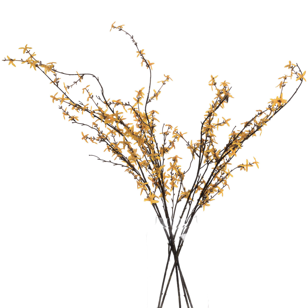 Forsythia - image 4