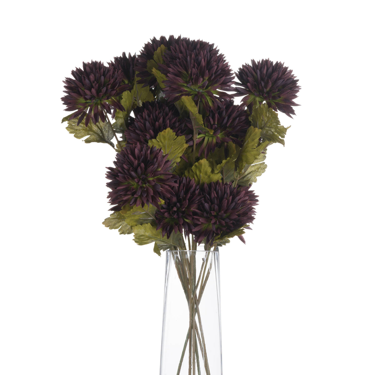 Chocolate Chrysanthemum - image 4