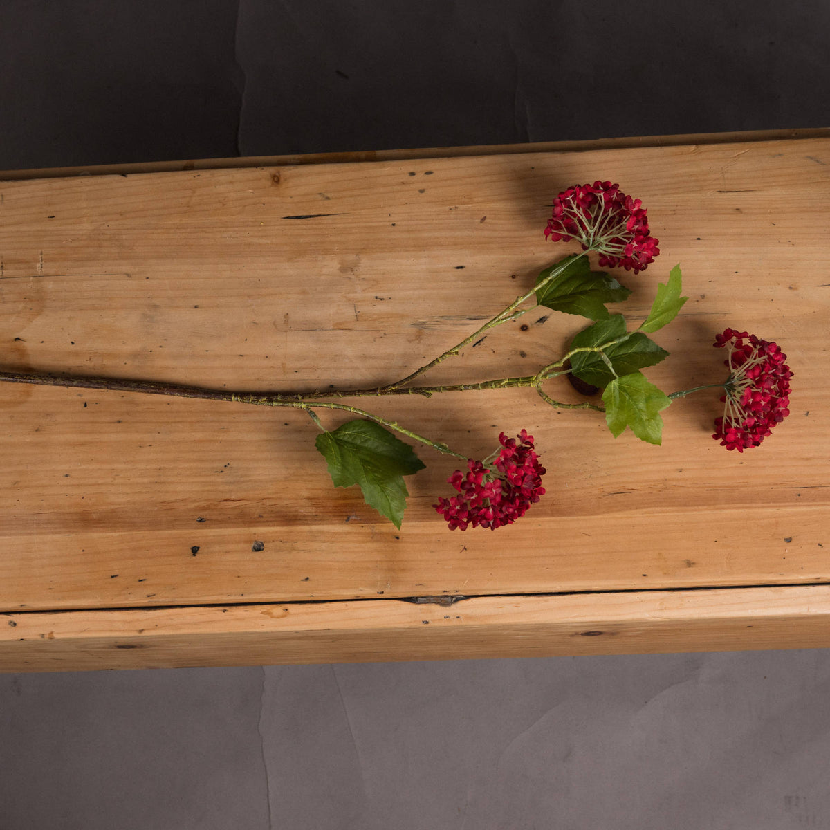 Red Autumnal Viburnum - image 2