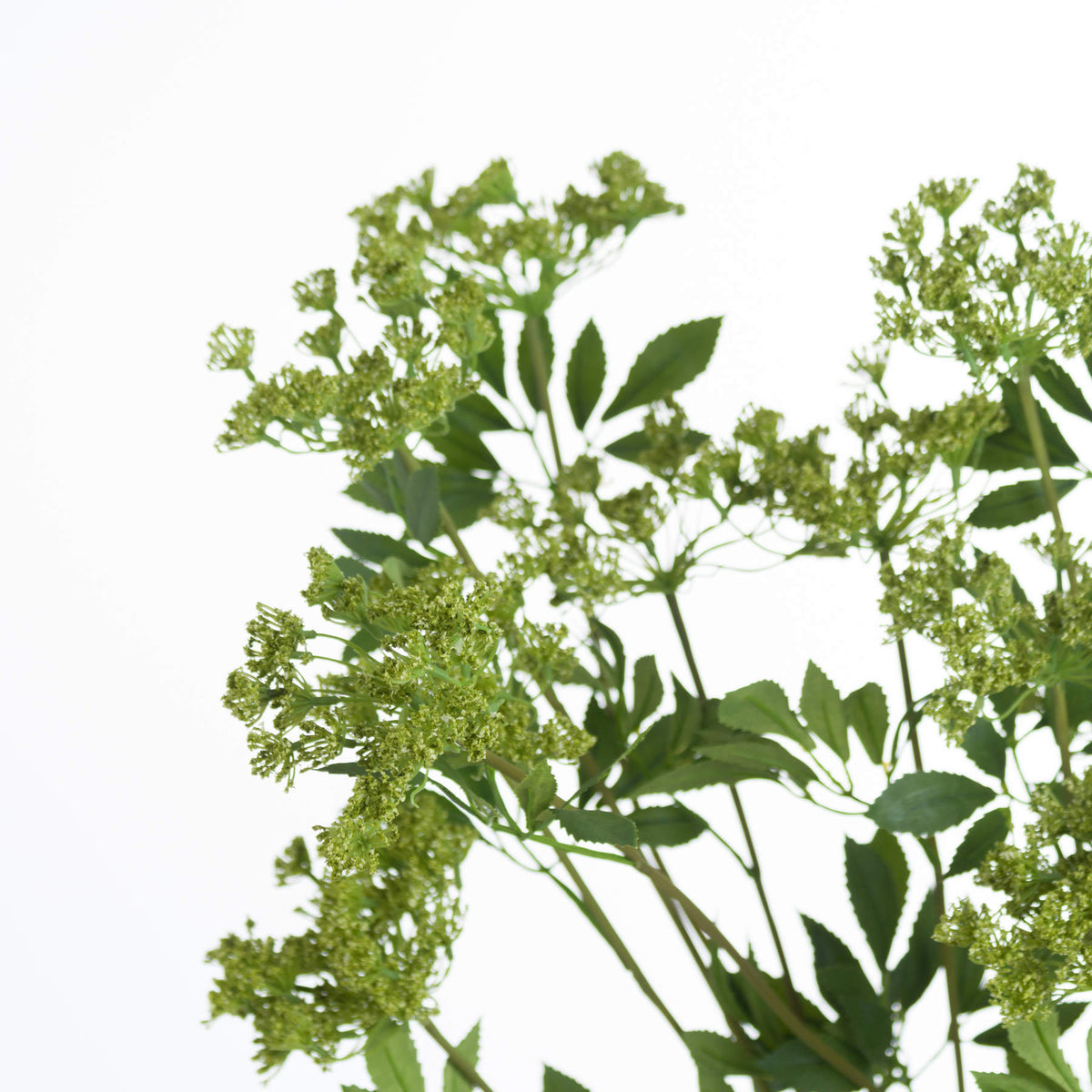 Faux Cow Parsley Ammi - image 5