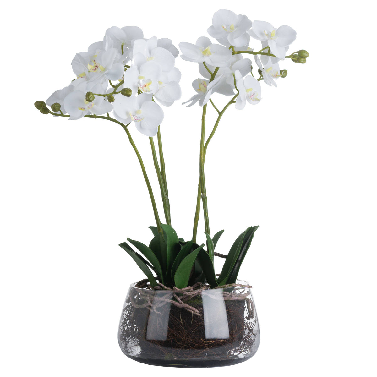 White Orchid In Glass Pot - image 2