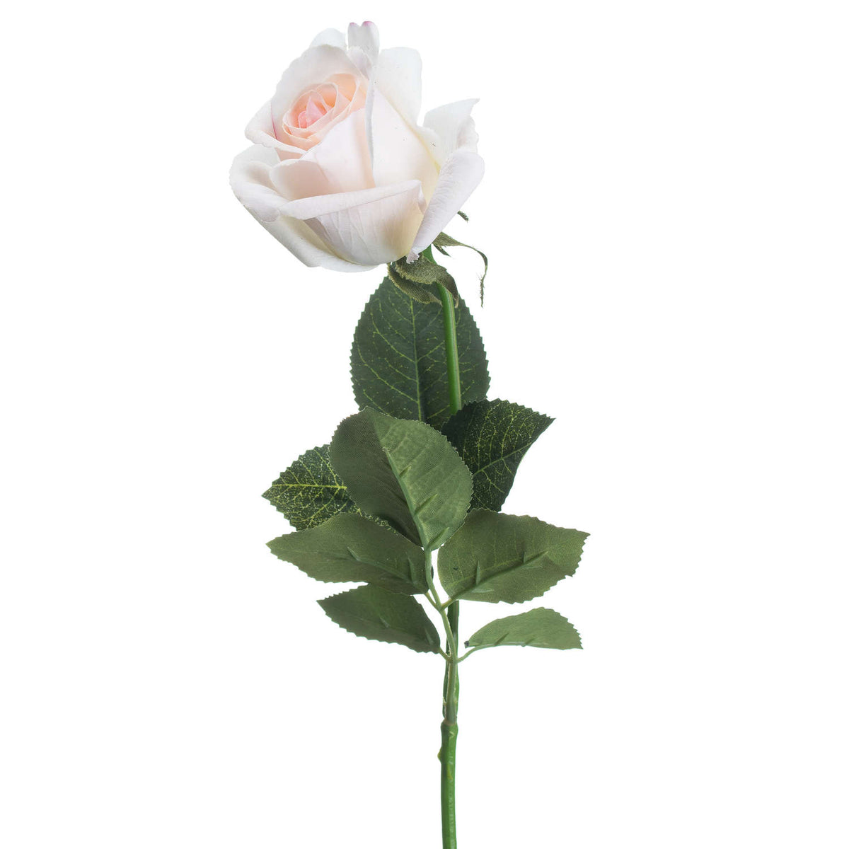 Palest Pink Tea Rose - image 3