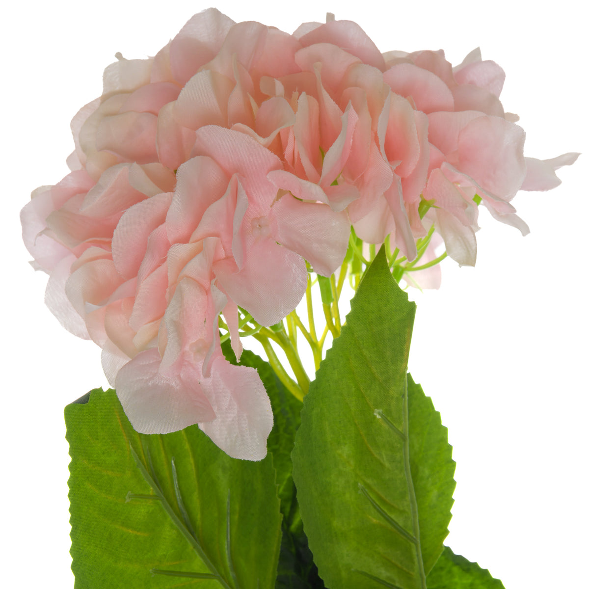 Single Pink Hydrangea - image 2