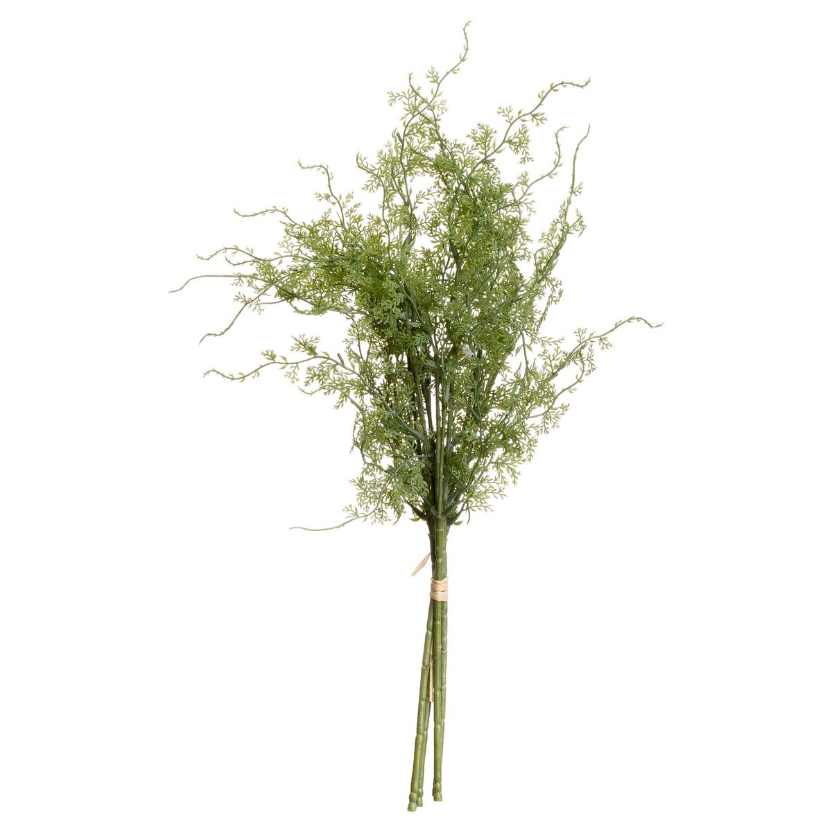 Asparagus Fern Bunch - image 3