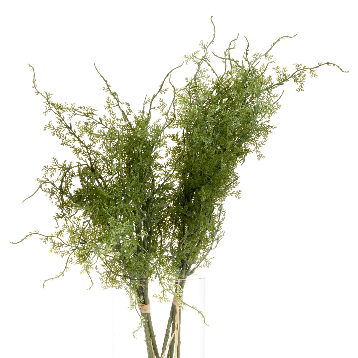 Asparagus Fern Bunch - image 4
