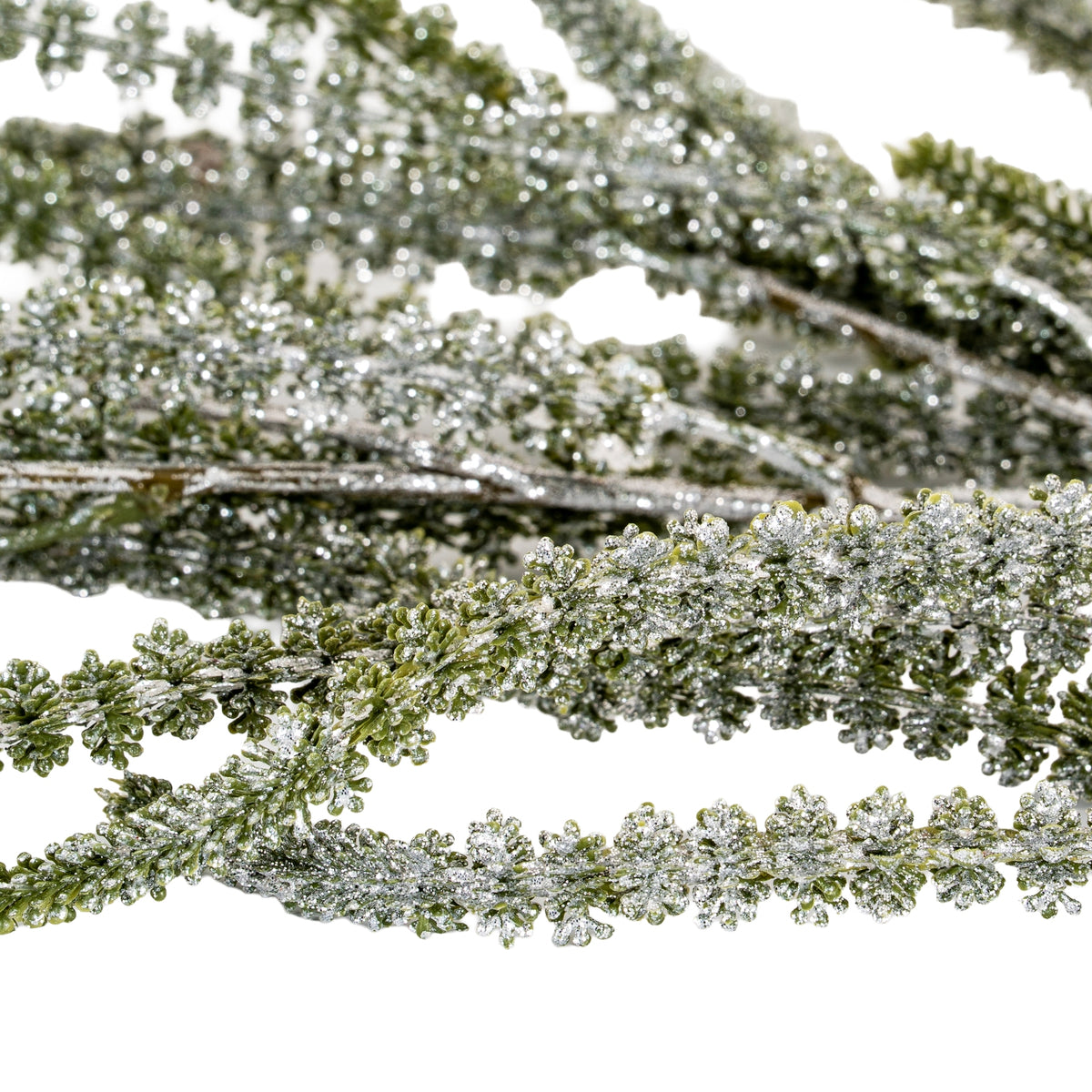 Festive Amaranthus - image 3