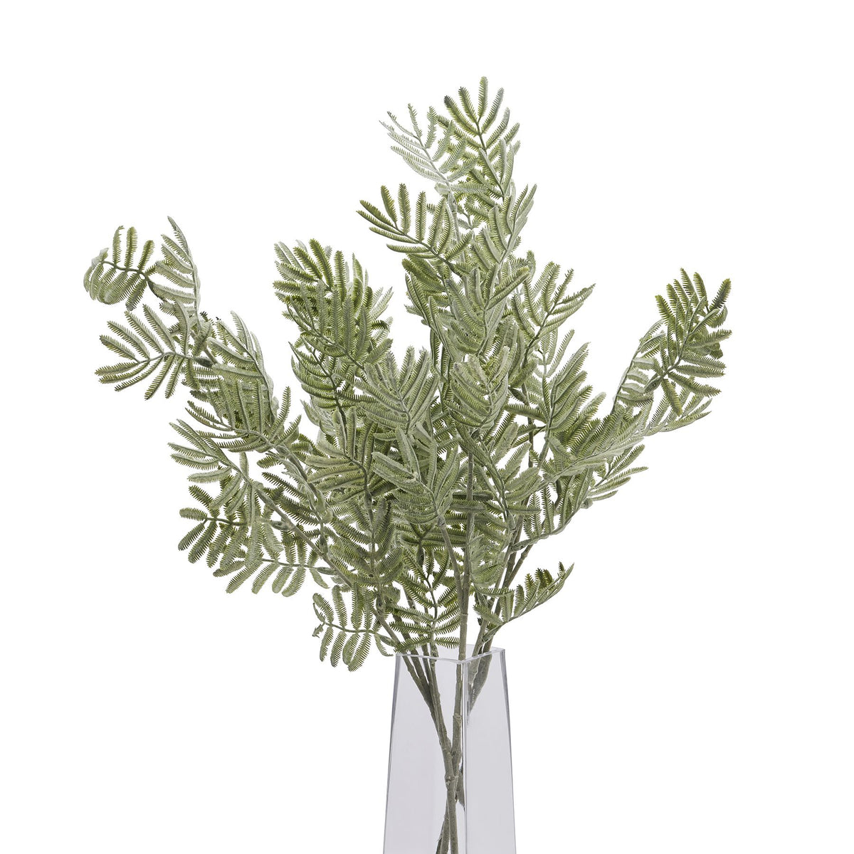 Silver Wattle Leaf - image 5