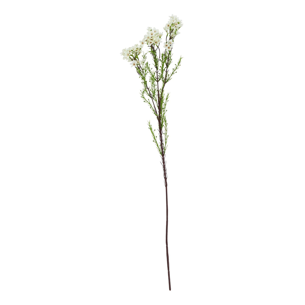 The Natural Garden Collection White Waxflower - image 1