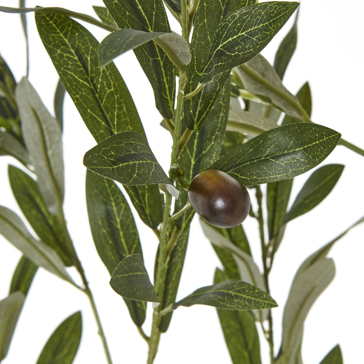 Apulia Olive Tree In White Pot 180Cm - image 3