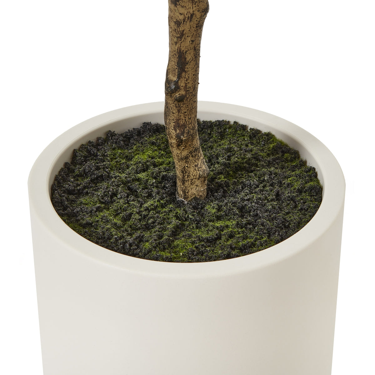 Apulia Olive Tree In White Pot 180Cm - image 4