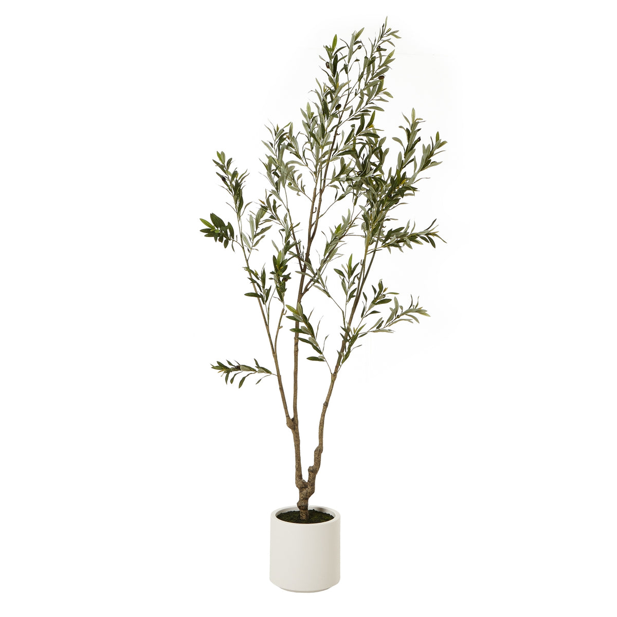 Apulia Olive Tree In White Pot 210Cm - image 1