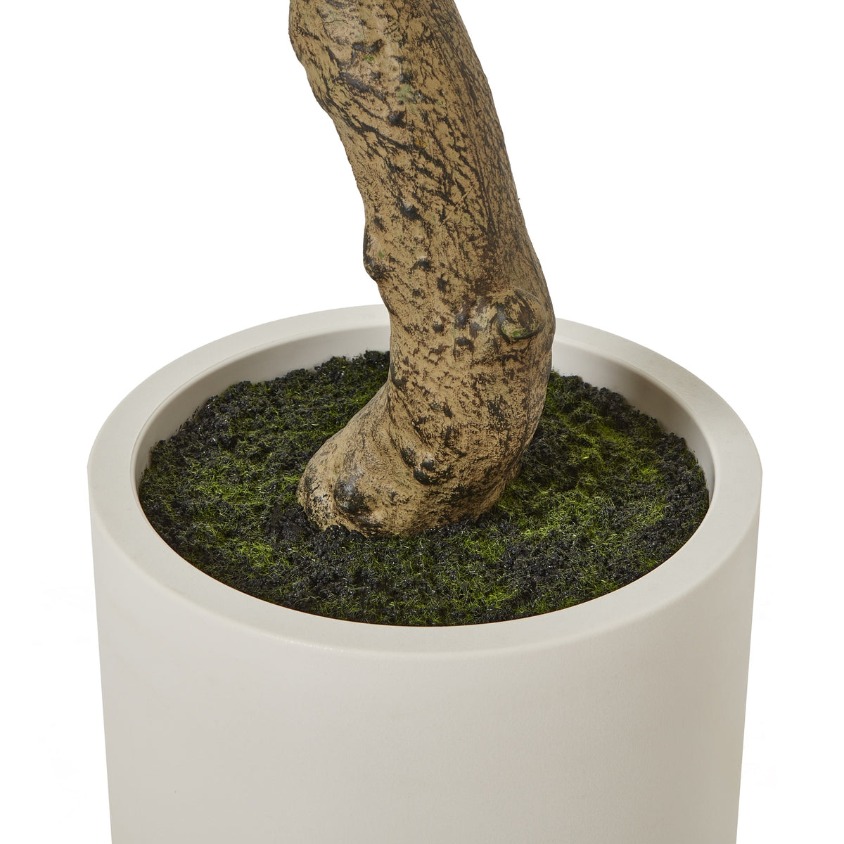 Apulia Olive Tree In White Pot 200Cm - image 4