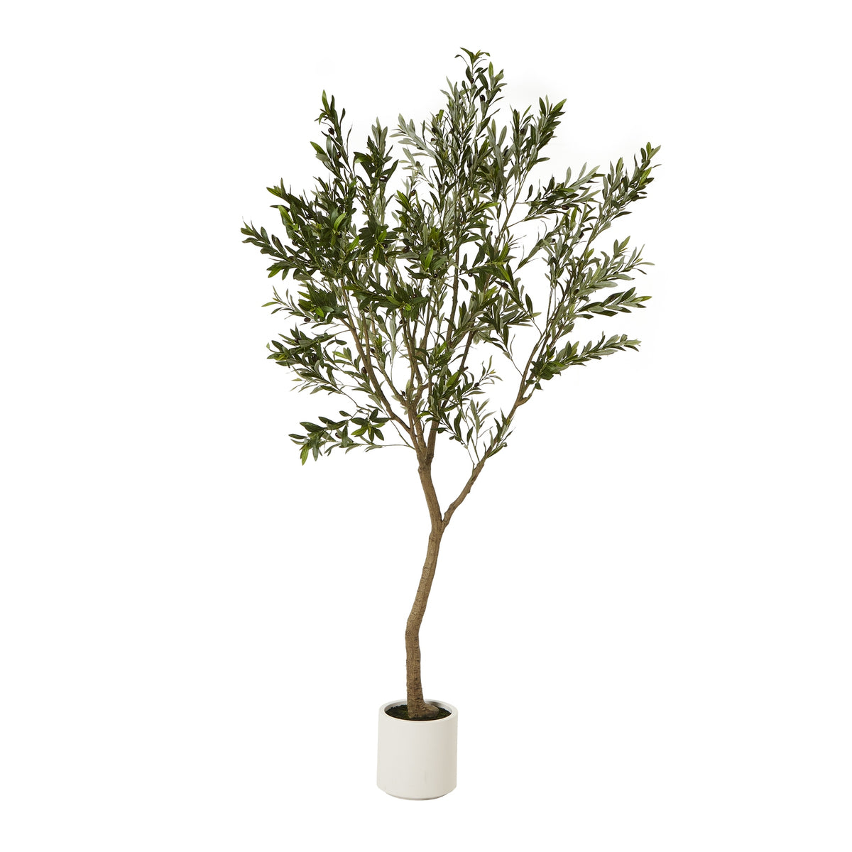 Apulia Olive Tree In White Pot 240Cm - image 1
