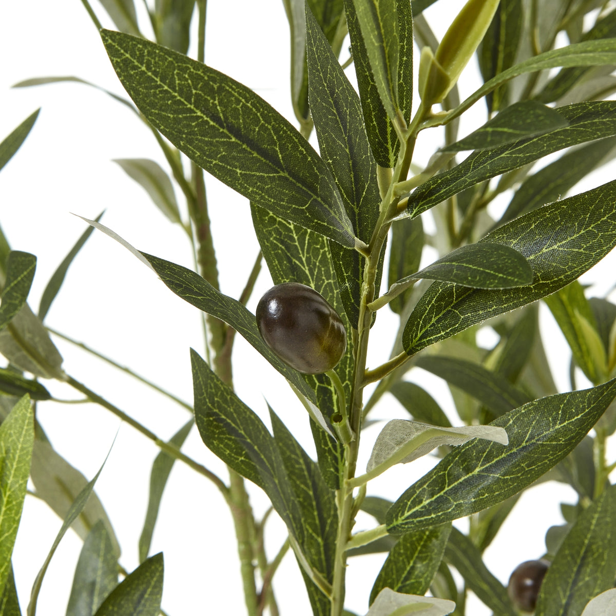 Apulia Olive Tree In White Pot 150Cm - image 2