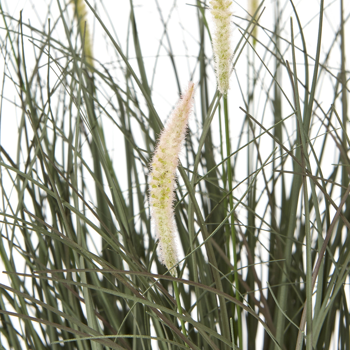 Fountain Grass Plant In Pot - image 2