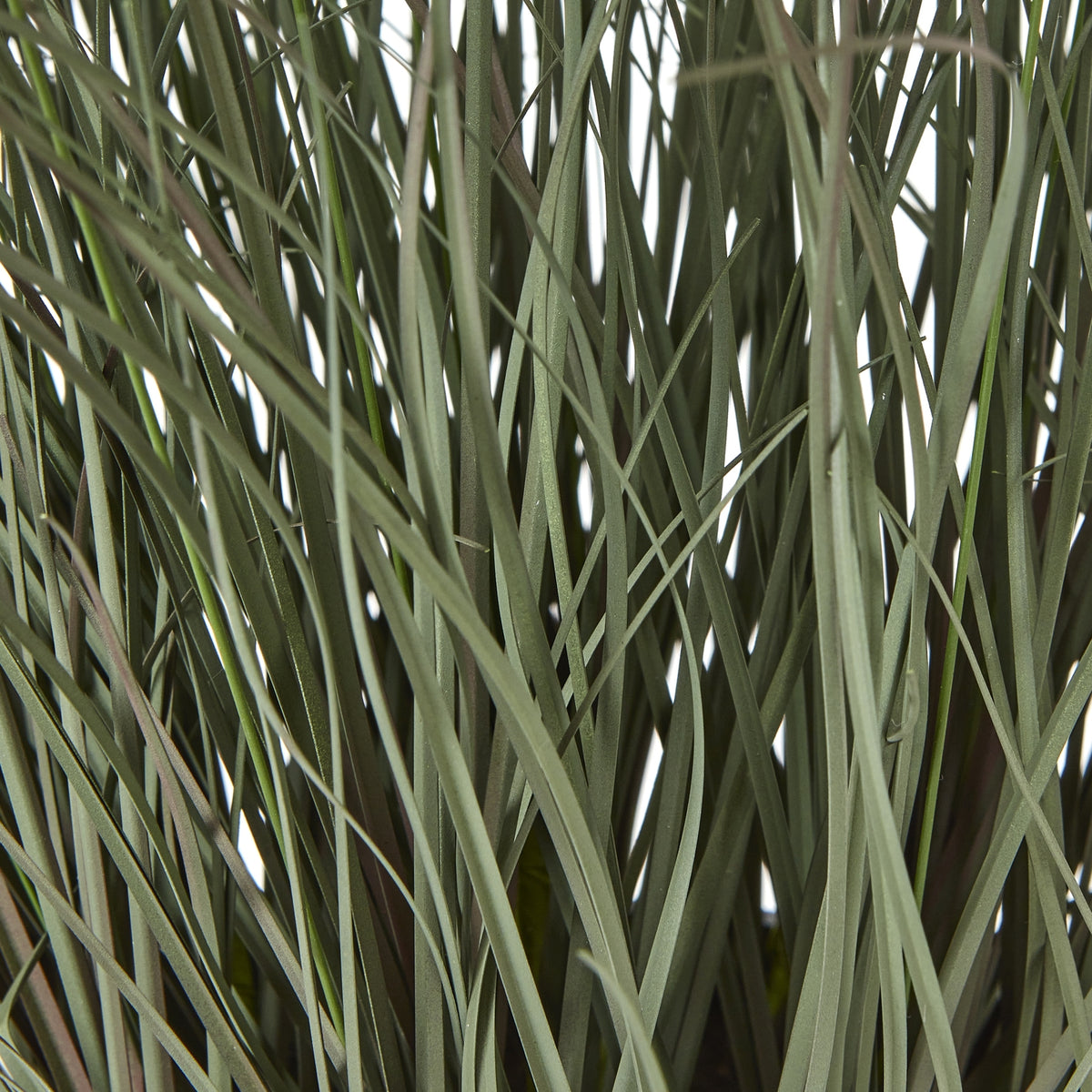 Fountain Grass Plant In Pot - image 3