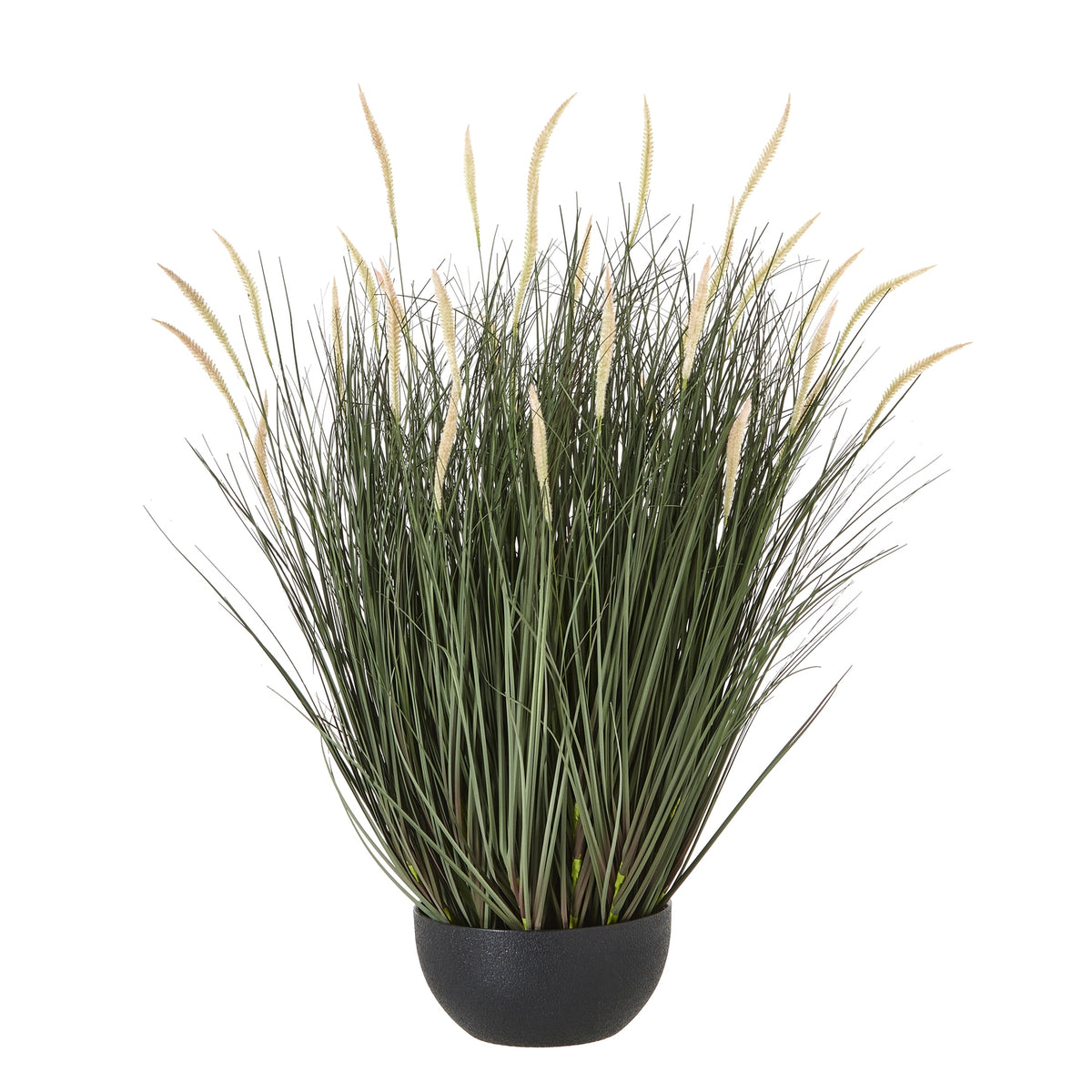 Large Fountain Grass Plant In Pot - image 1