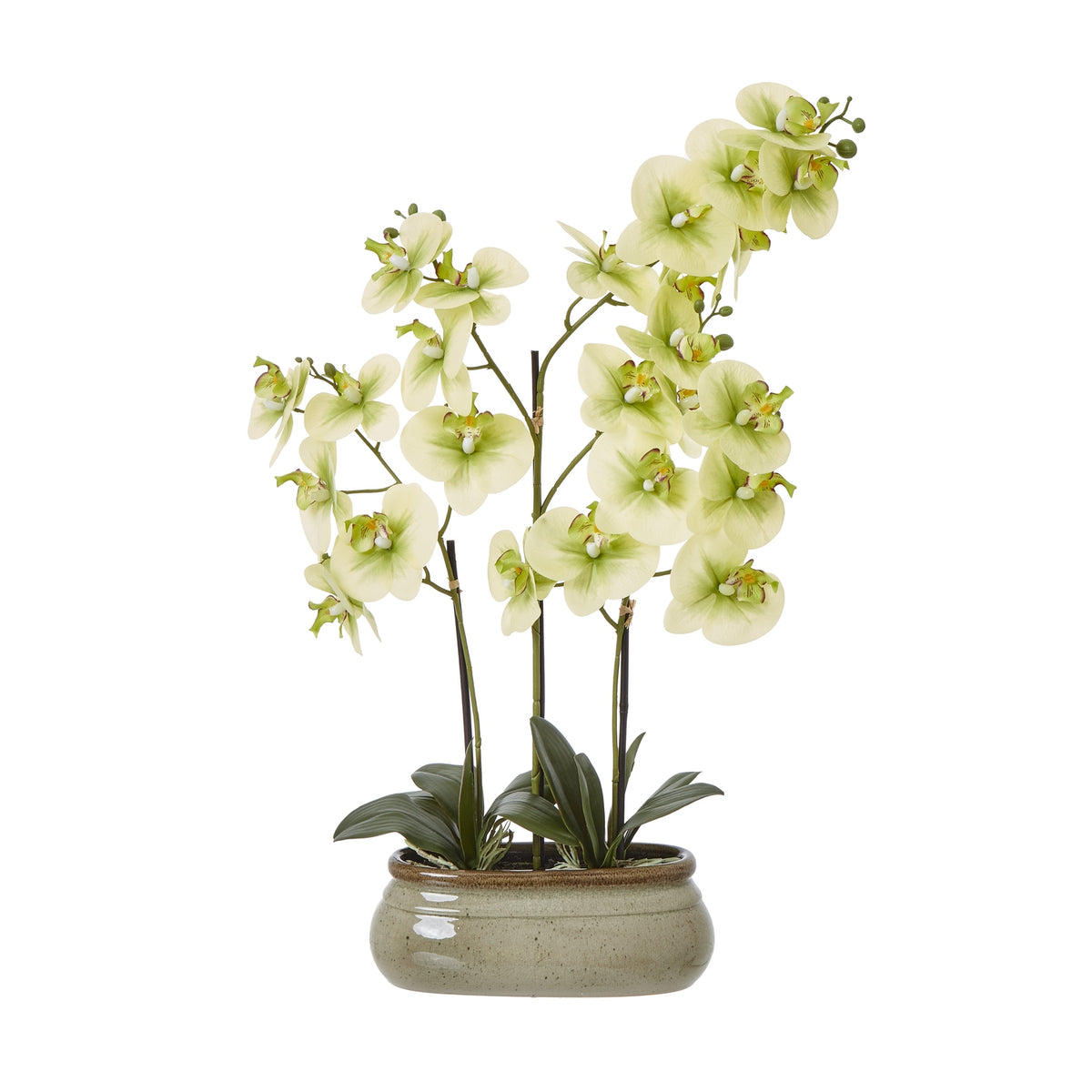Large Green Orchid In Ceramic Pot - image 1