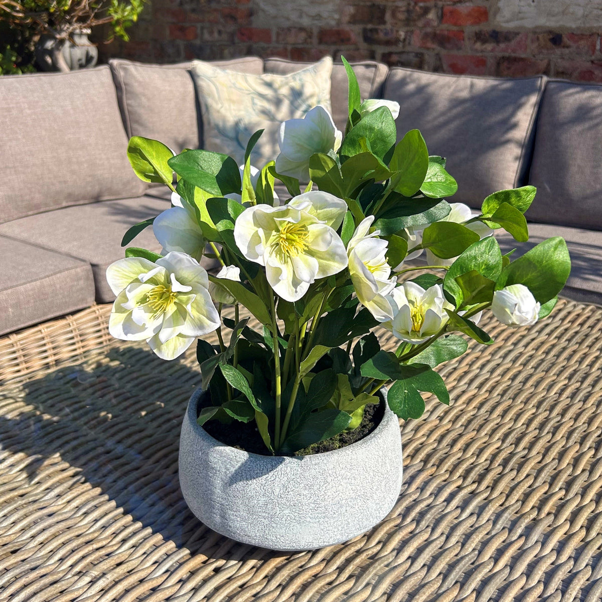 White Hellebore Plant In Grey Pot - image 2