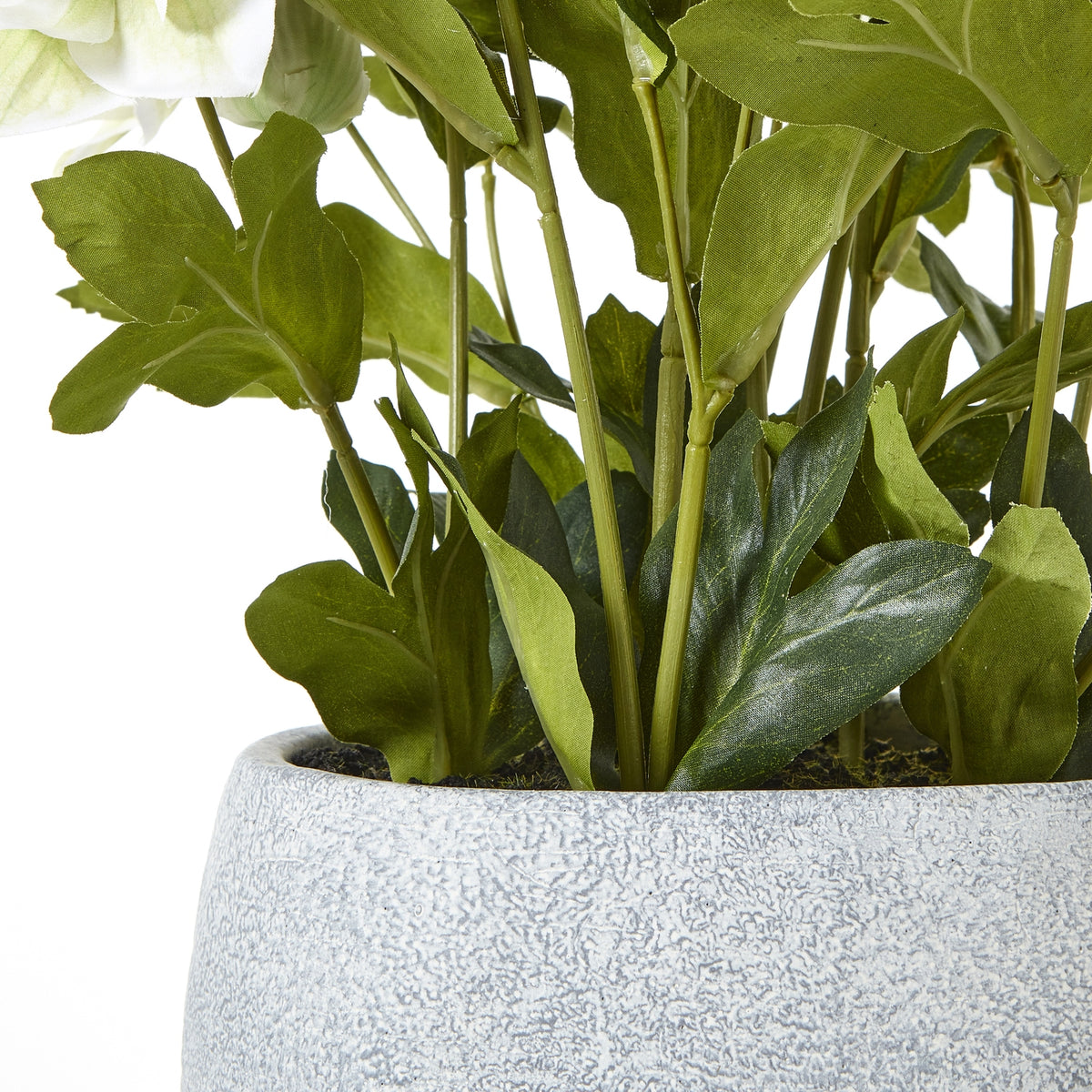 White Hellebore Plant In Grey Pot - image 4