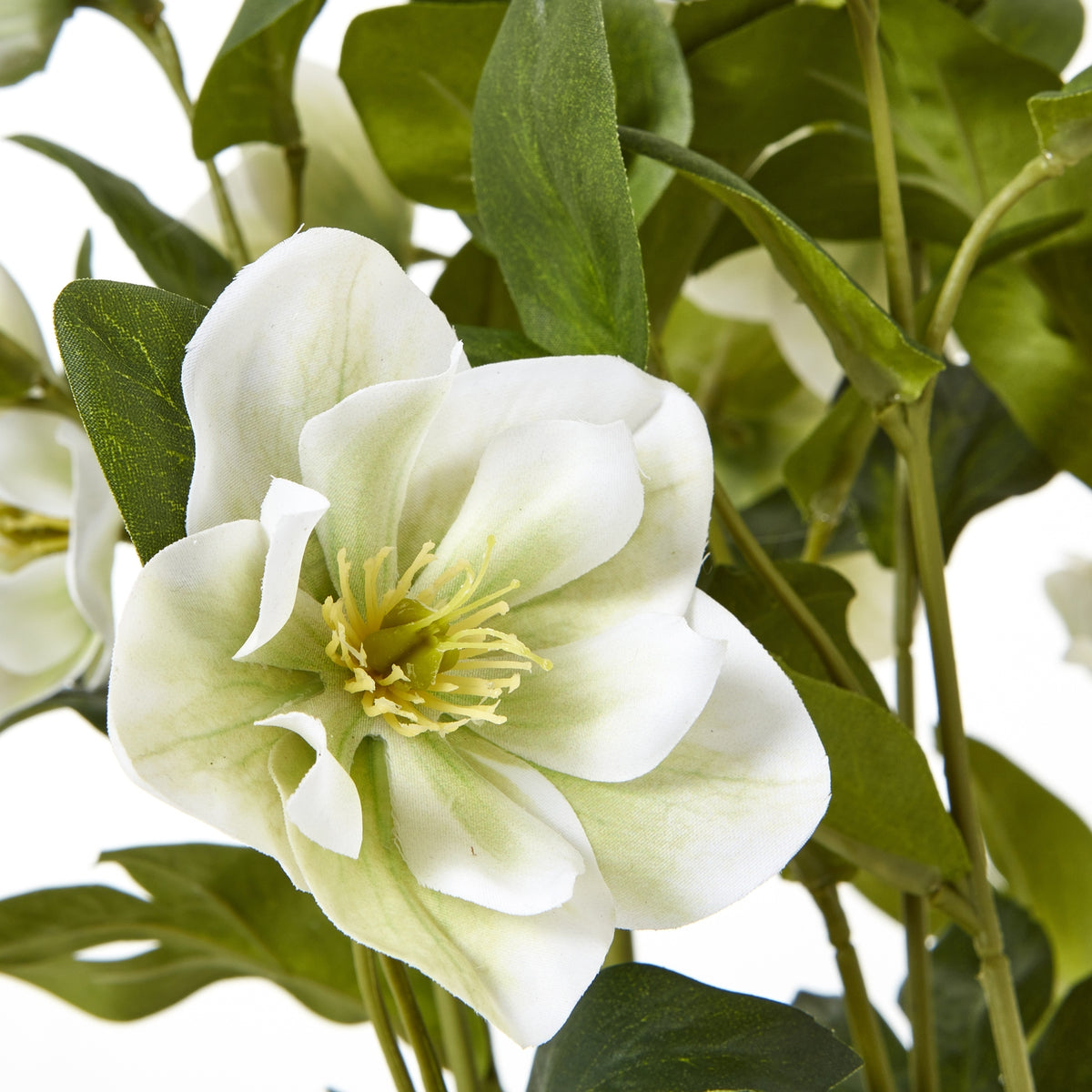 White Hellebore Plant In Grey Pot - image 5