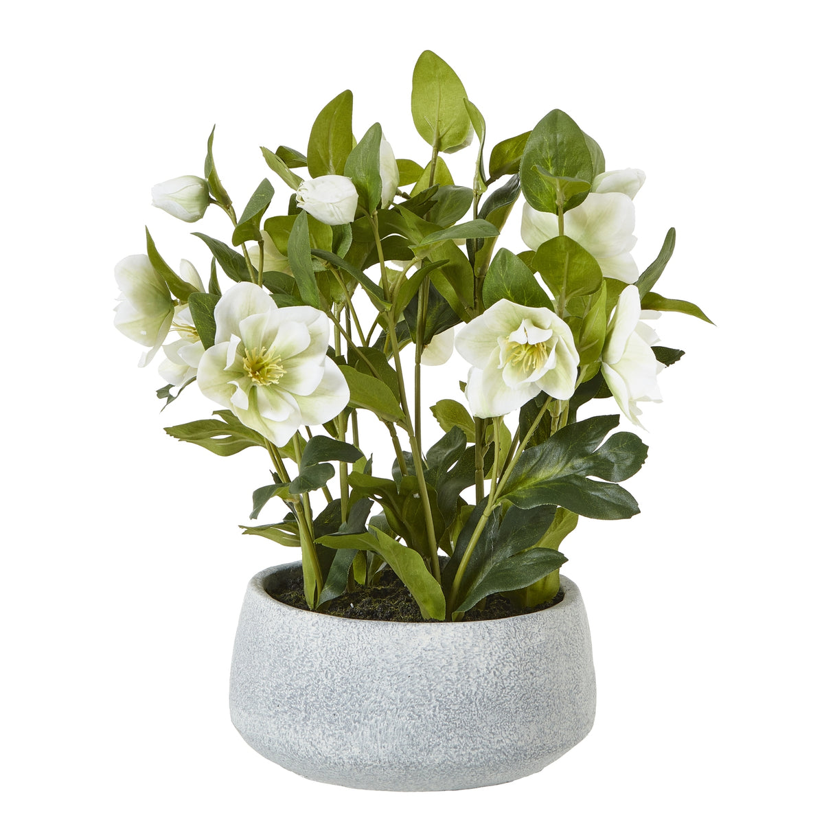 White Hellebore Plant In Grey Pot - image 1