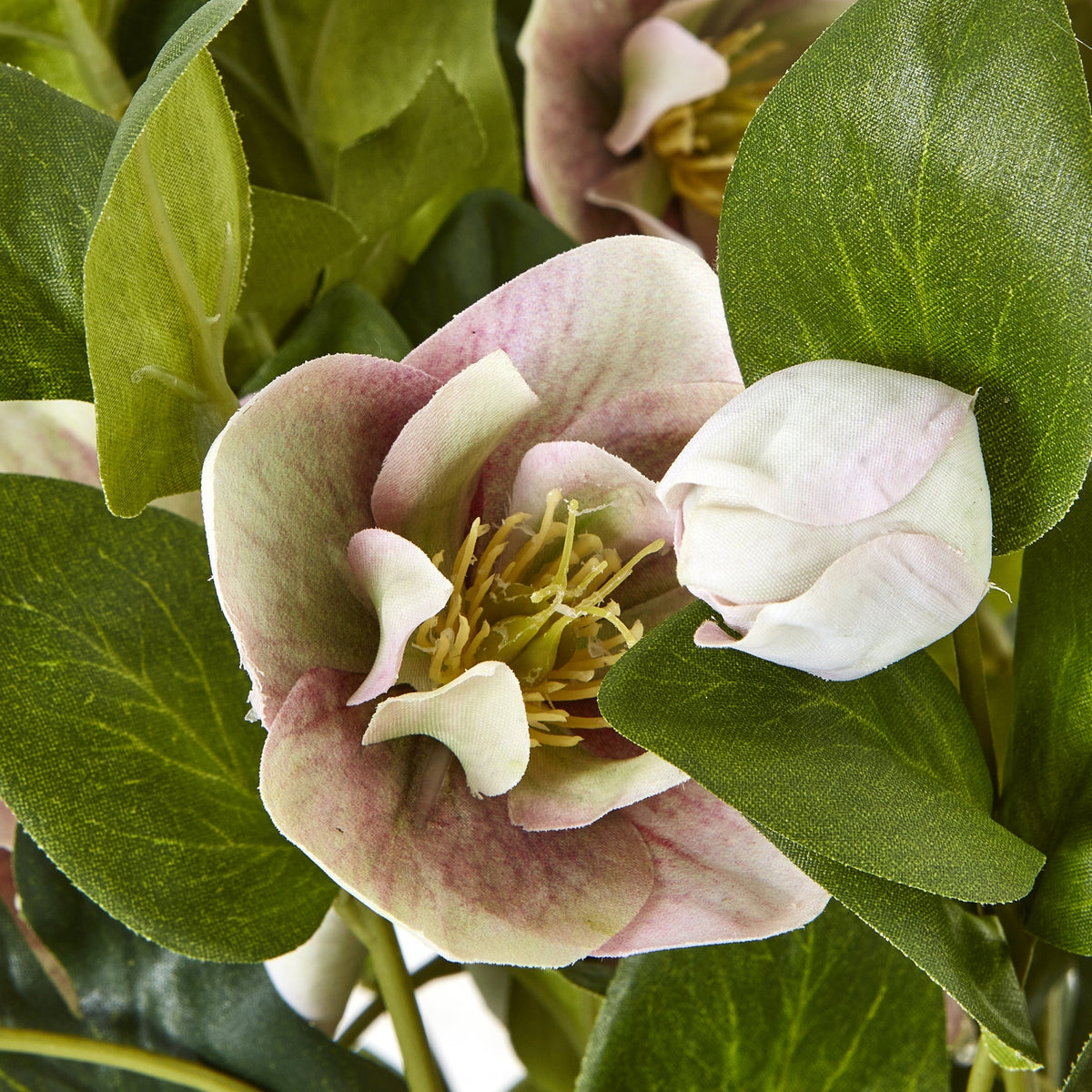 Variegated Pink Hellebore Plant In Grey Pot - image 5