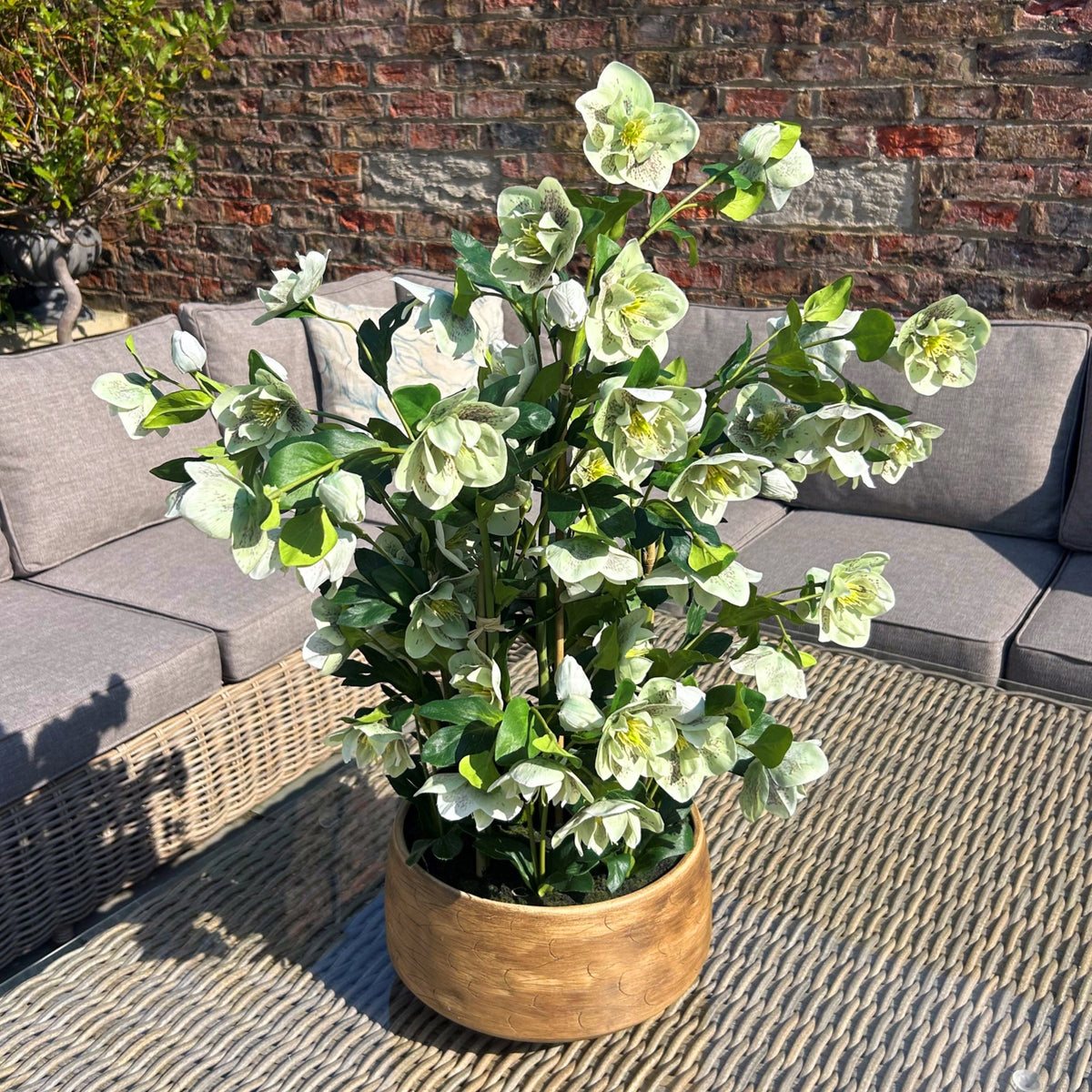Large Green Hellebore in Taupe Pot - image 2