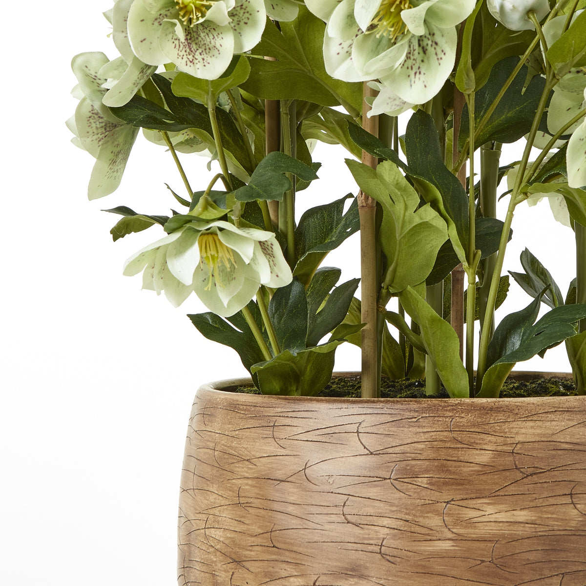 Large Green Hellebore in Taupe Pot - image 4