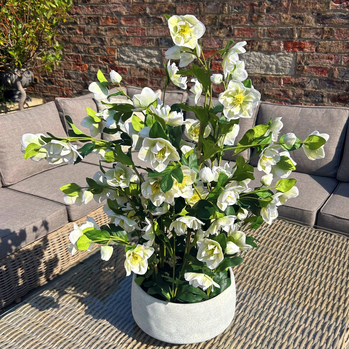 Large White Hellebore In Grey Pot - image 2