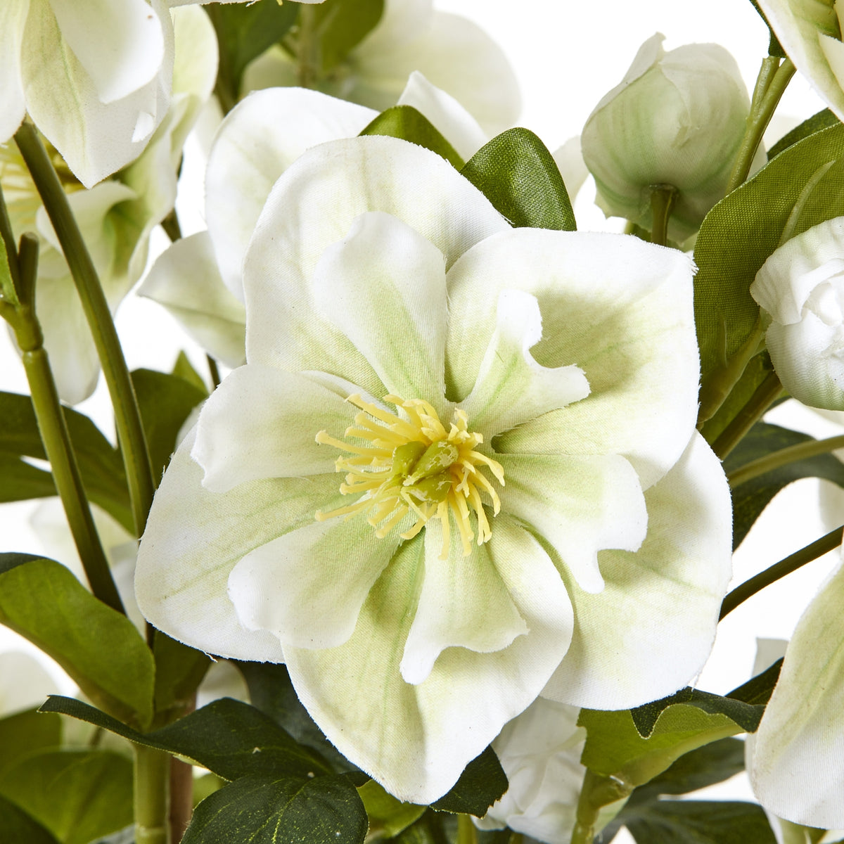 Large White Hellebore In Grey Pot - image 5