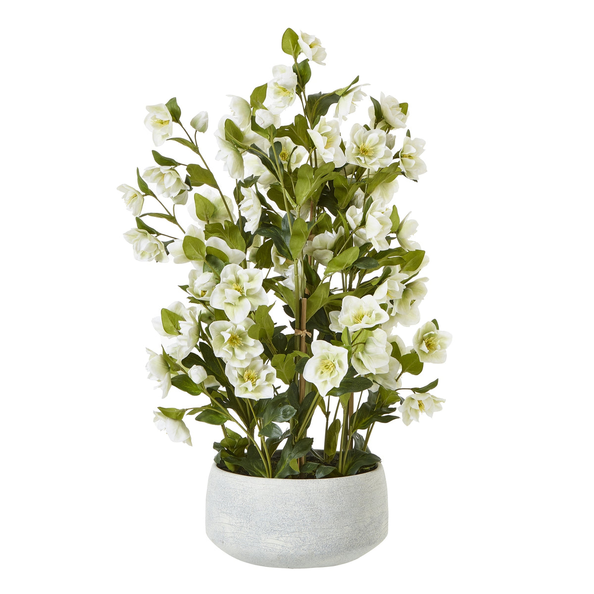 Large White Hellebore In Grey Pot - image 1