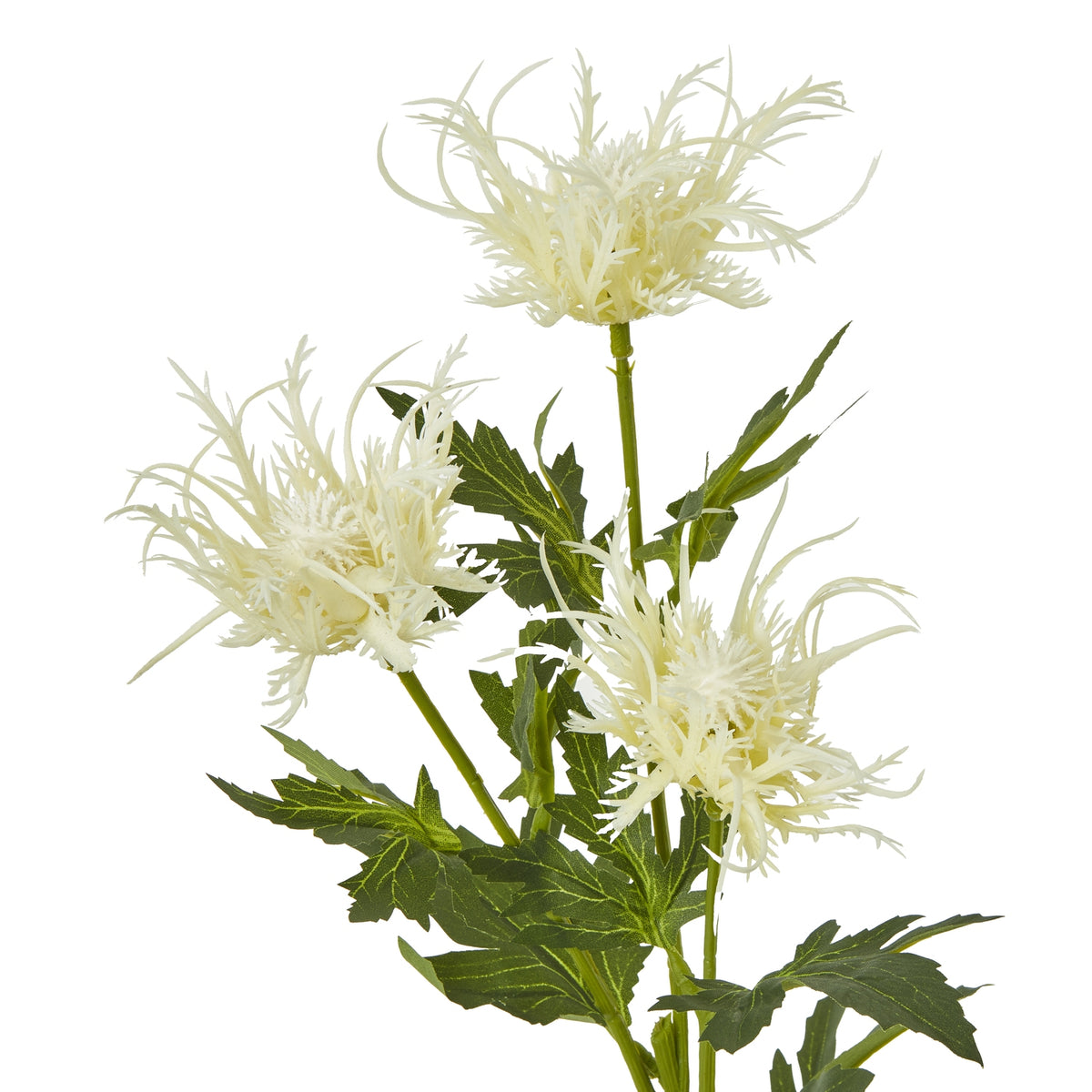 Cream Sea Holly Spray - image 2