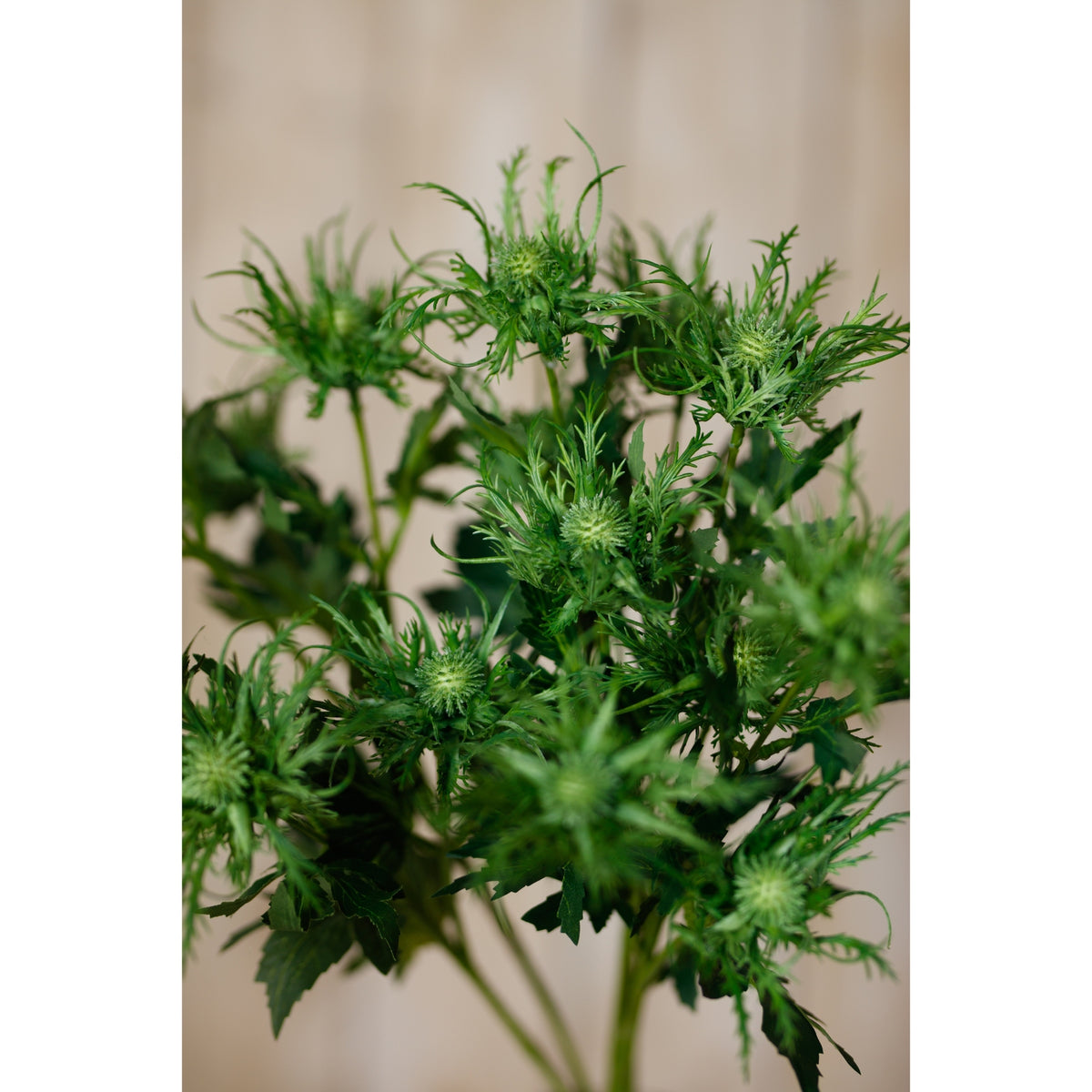 Green Sea Holly Spray - image 5