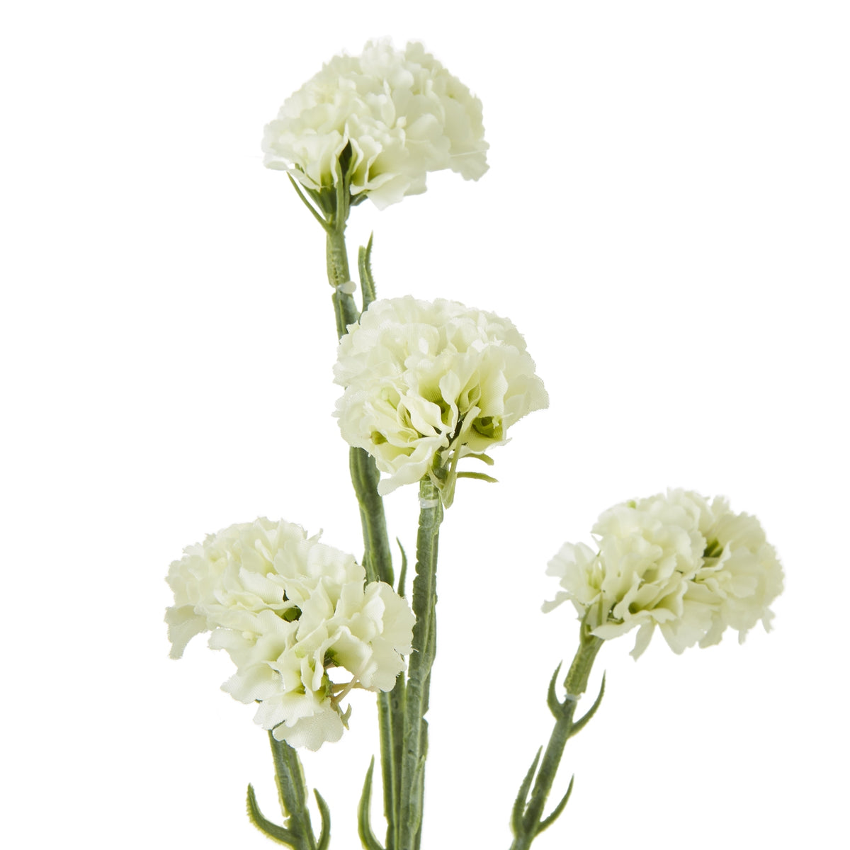 Cream Statice Spray - image 2