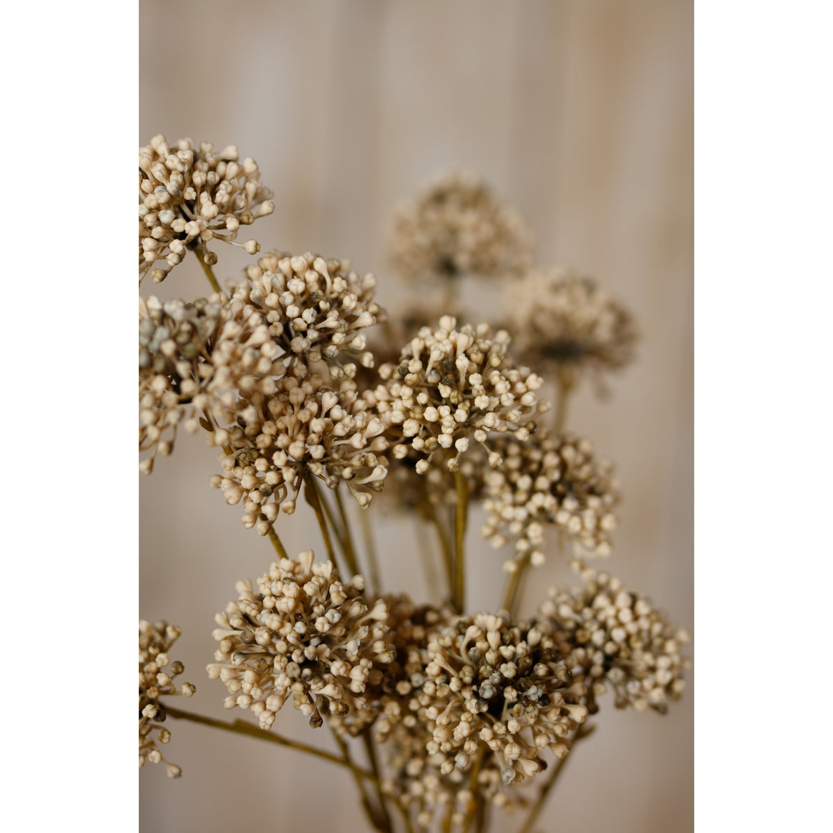 Brown Allium Spray - image 5