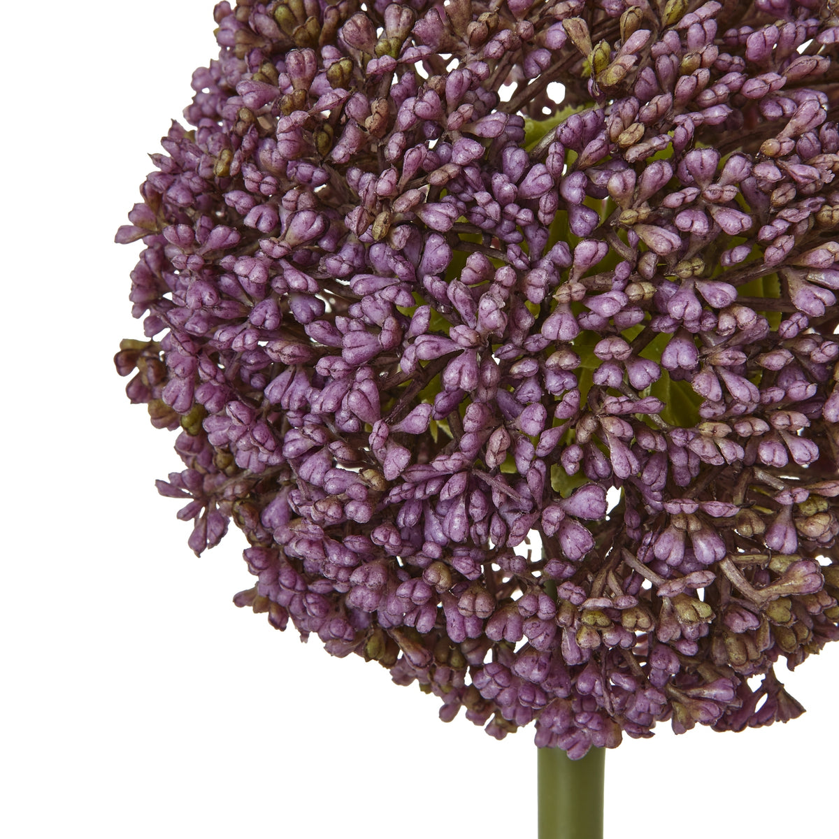 Purple Allium Stem - image 2