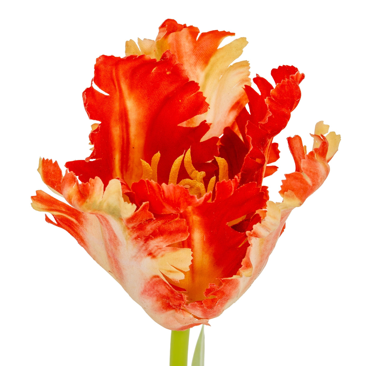 Flame Orange Parrot Tulip - image 5